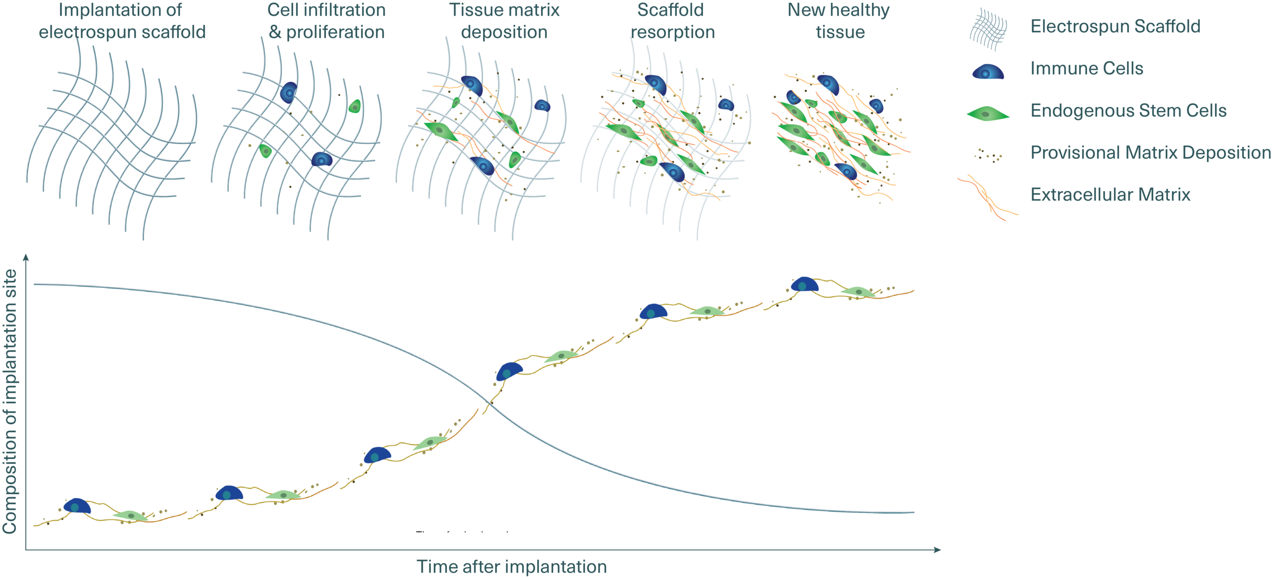resorption graphic