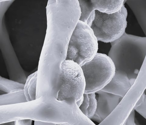 microscope image of nanofibers made by electrospinning